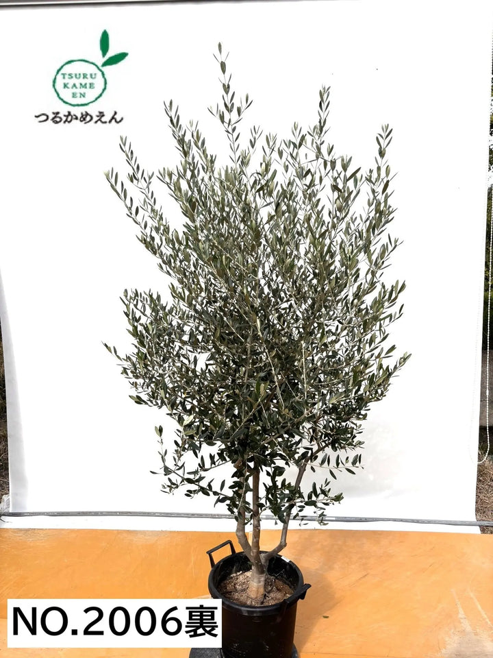 NEWルッカ（オリーブの木）｜XLサイズ｜No.2006｜約210cm｜人気・寒冷