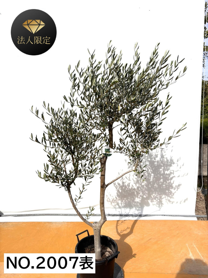 NEW【法人限定】ルッカ（オリーブの木）｜XLサイズ｜NO.2007｜約190cm