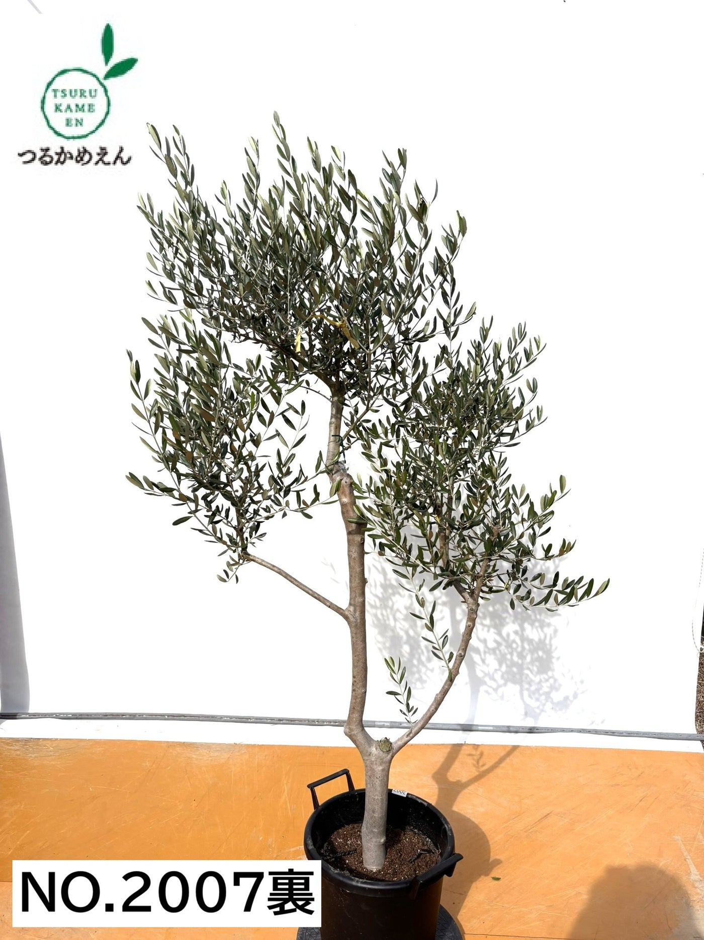 NEW【法人限定】ルッカ（オリーブの木）｜XLサイズ｜NO.2007｜約190cm｜人気・寒冷地OK