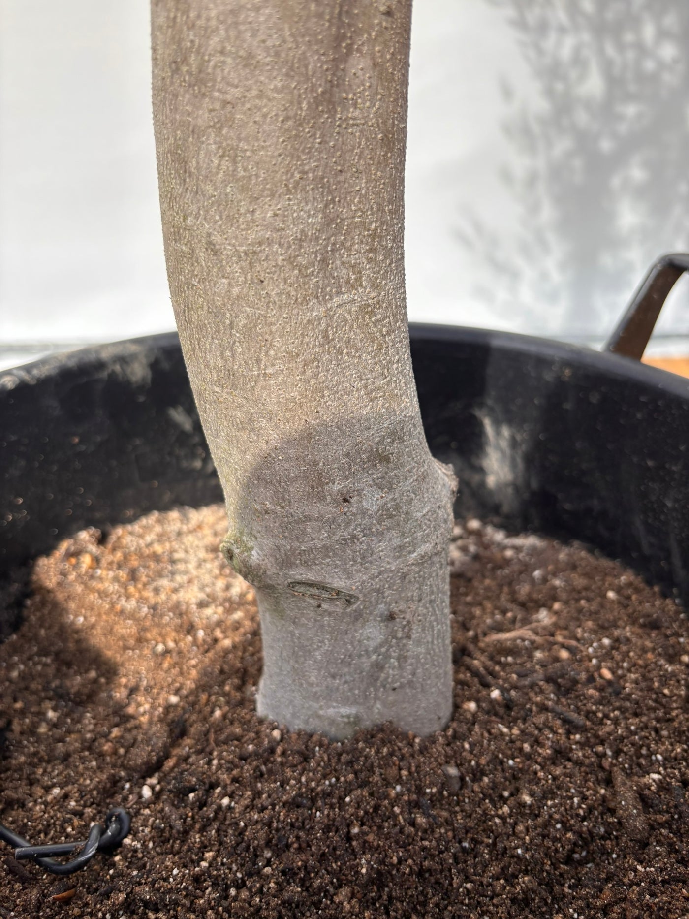 NEW【法人限定】ルッカ（オリーブの木）｜XLサイズ｜NO.2007｜約190cm｜人気・寒冷地OK