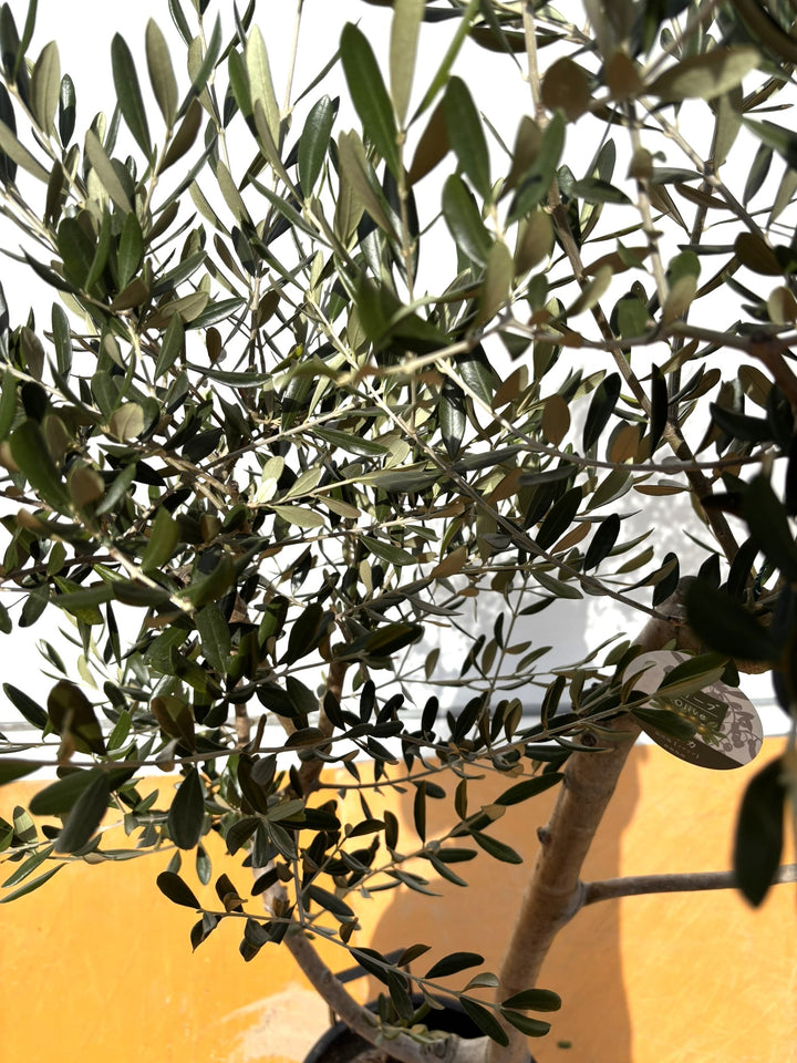 NEW【法人限定】ルッカ（オリーブの木）｜XLサイズ｜NO.2007｜約190cm