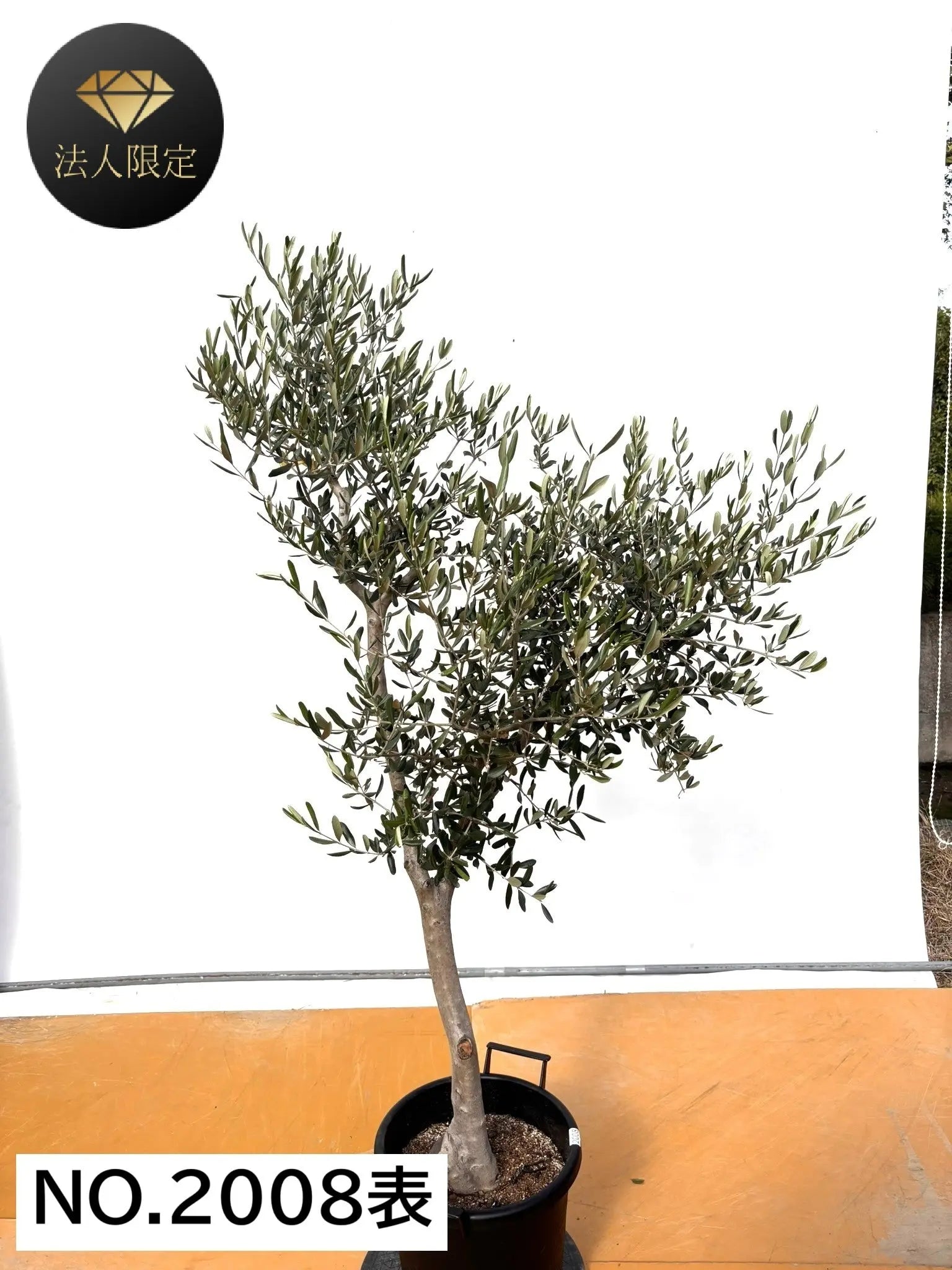 NEW【法人限定】ルッカ（オリーブの木）｜XLサイズ｜NO.2008｜約180cm