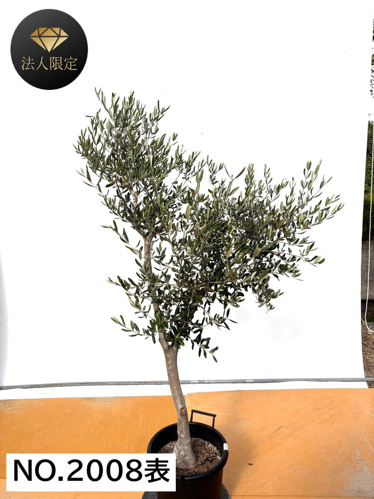 NEW【法人限定】ルッカ（オリーブの木）｜XLサイズ｜NO.2008｜約180cm