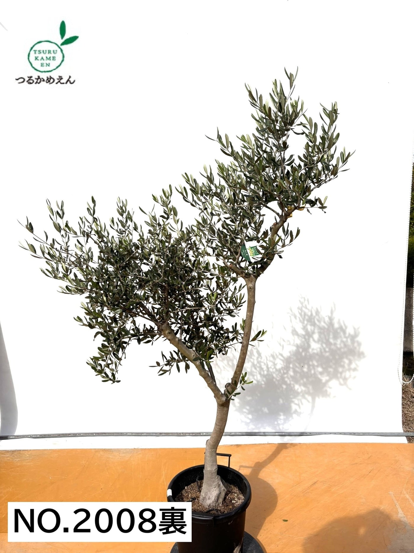 NEW【法人限定】ルッカ（オリーブの木）｜XLサイズ｜NO.2008｜約180cm｜人気・寒冷地OK