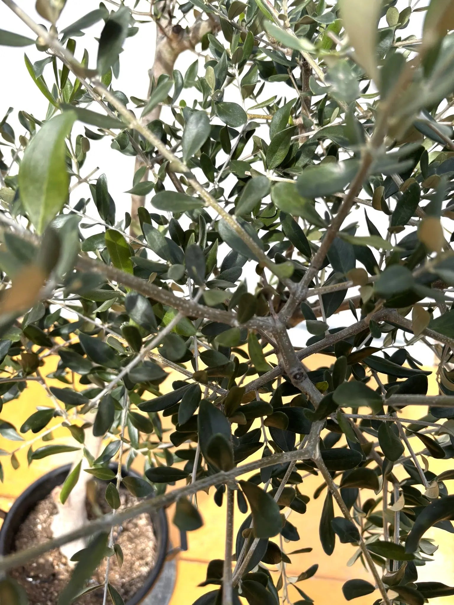 NEW【法人限定】ルッカ（オリーブの木）｜XLサイズ｜NO.2008｜約180cm