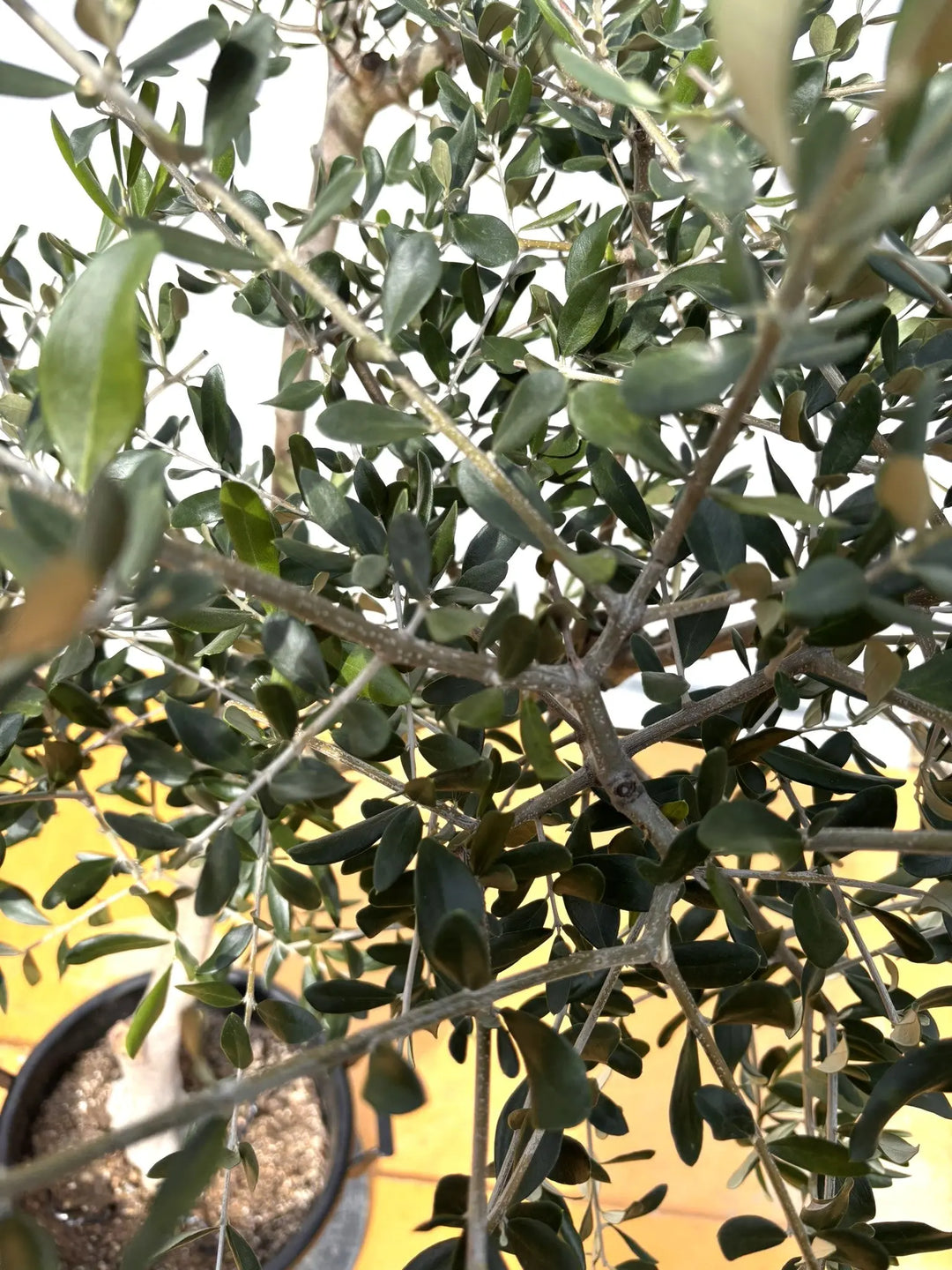 NEW【法人限定】ルッカ（オリーブの木）｜XLサイズ｜NO.2008｜約180cm