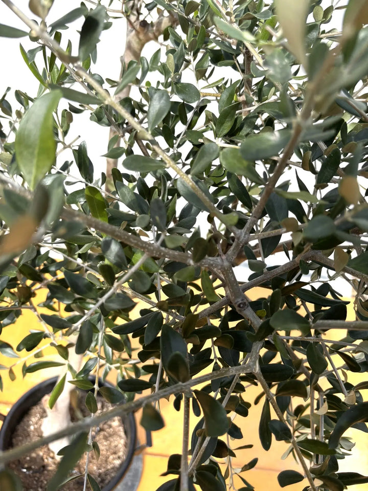 NEW【法人限定】ルッカ（オリーブの木）｜XLサイズ｜NO.2008｜約180cm