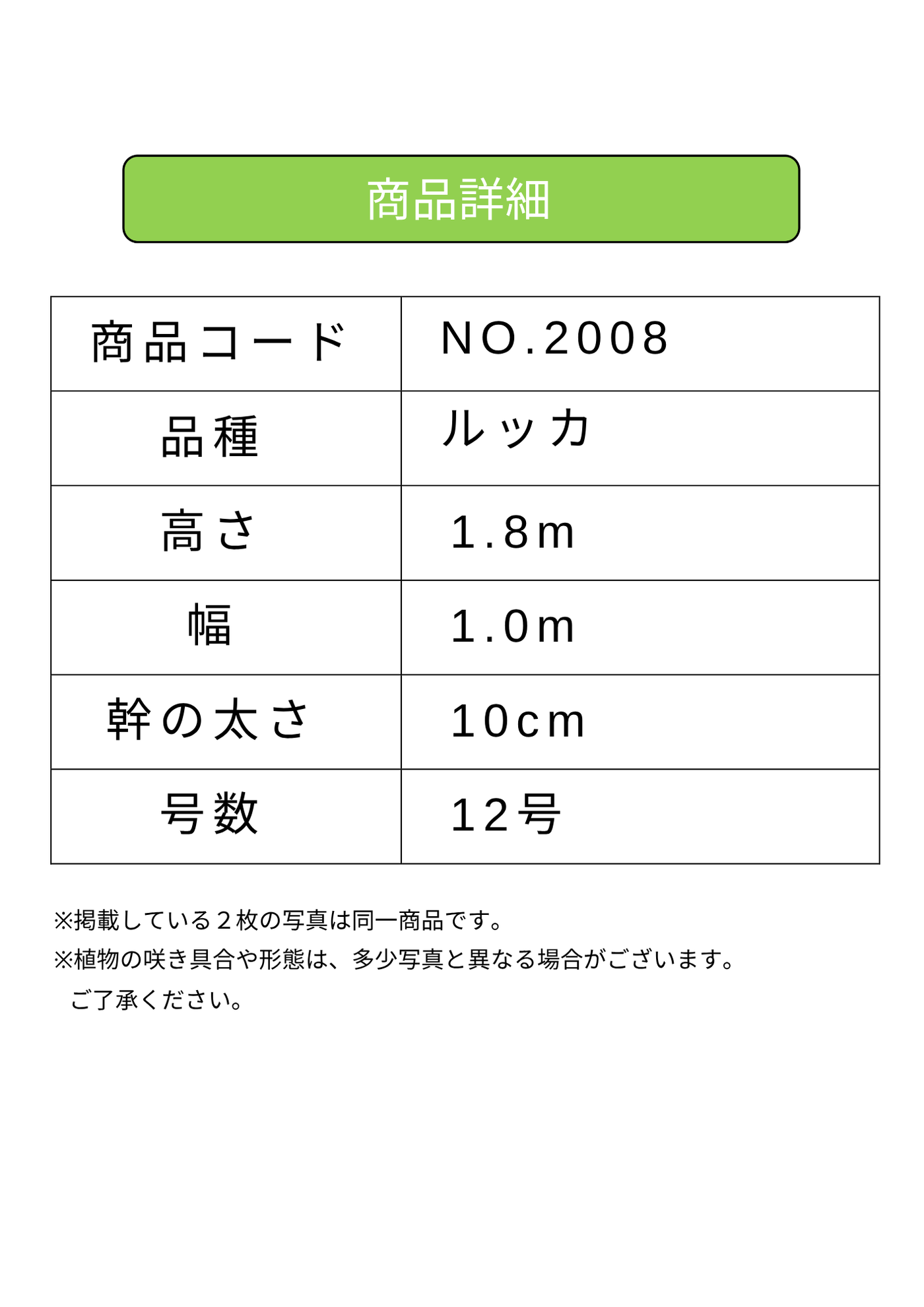 NEW【法人限定】ルッカ（オリーブの木）｜XLサイズ｜NO.2008｜約180cm｜人気・寒冷地OK
