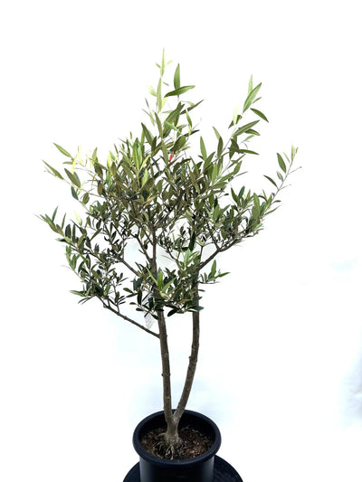 NEWひなかぜ（オリーブの木）｜Mサイズ｜K-203｜約140cm｜初心者向き・目隠し・直立型｜ 株式会社鶴亀園