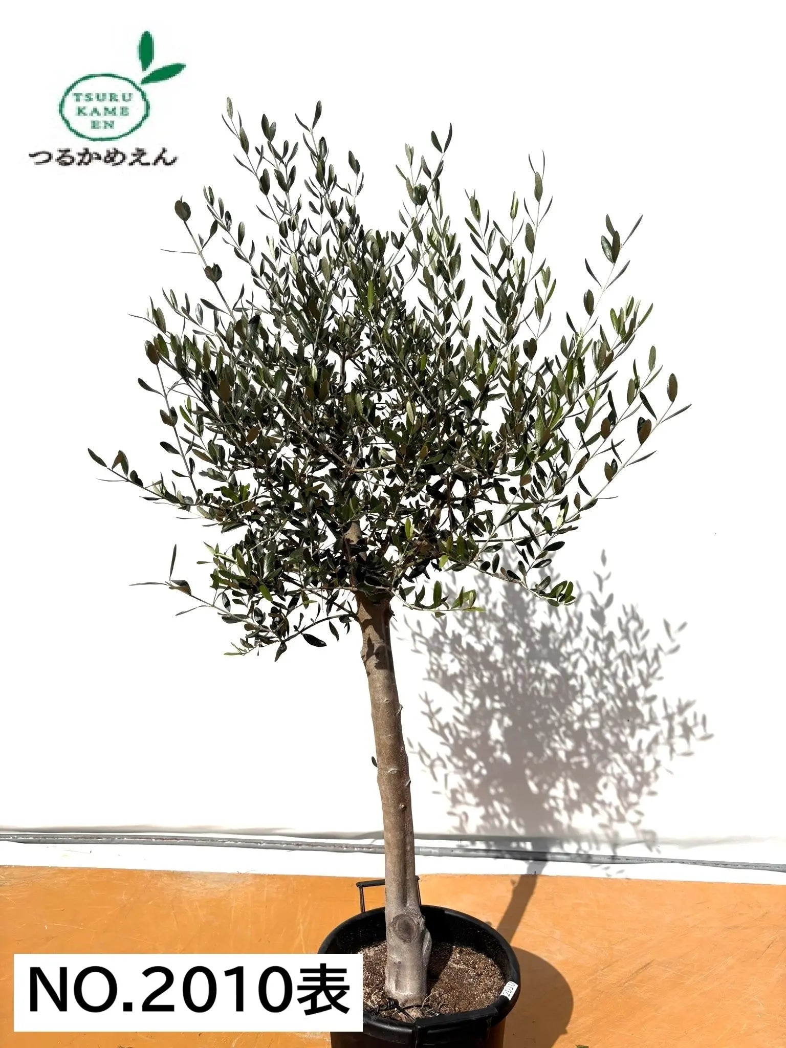 オリーブの木　ルッカ　約170cm　NO.2010　大型　人気品種　現品掲載 NEWルッカ（オリーブの木）｜XLサイズ｜No.2010｜約170cm｜人気・寒冷