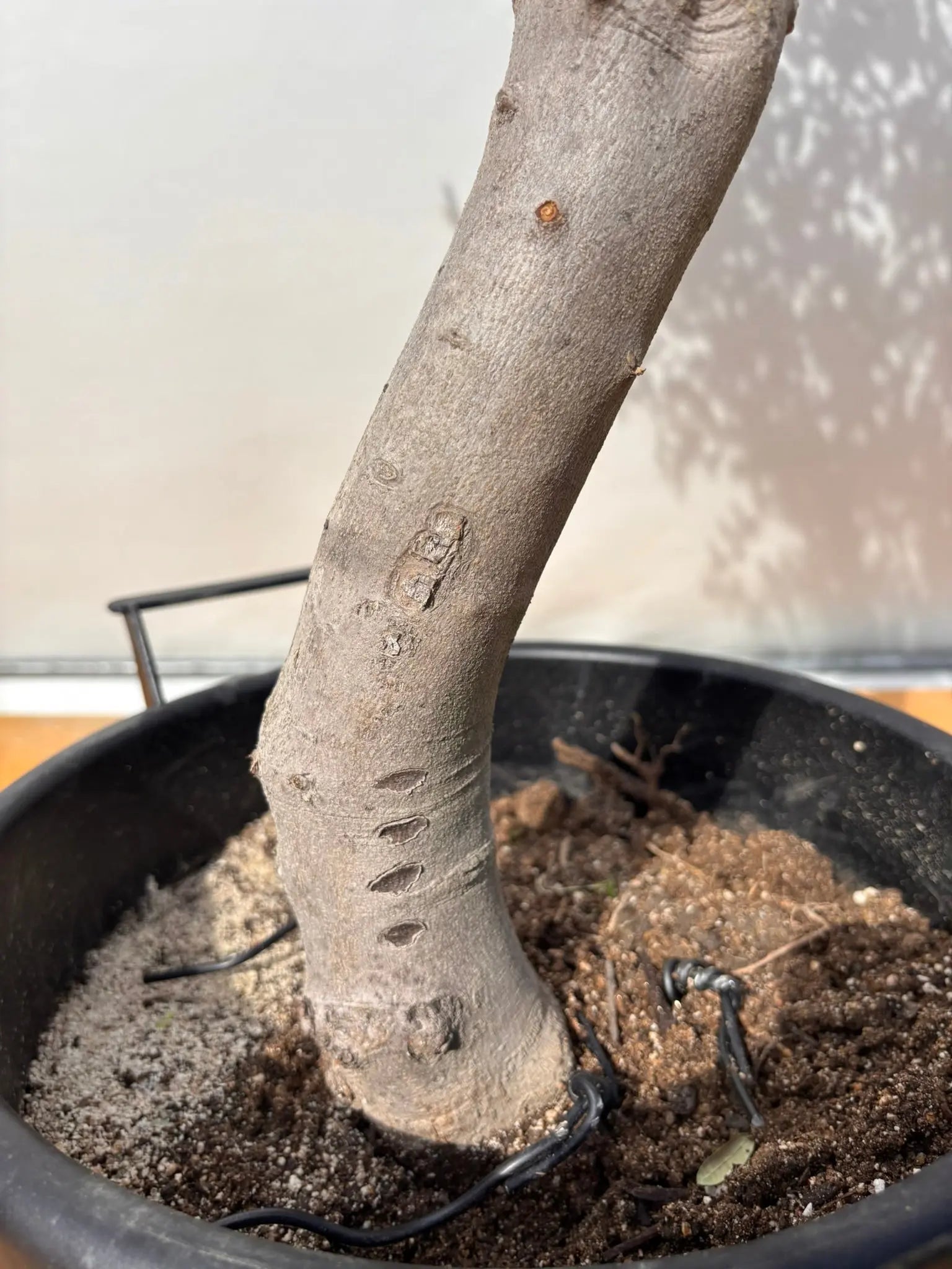 オリ-ブ（ルッカ）大きいサイズ NEWルッカ（オリーブの木）｜XLサイズ｜No.2011｜約130cm｜人気・寒冷