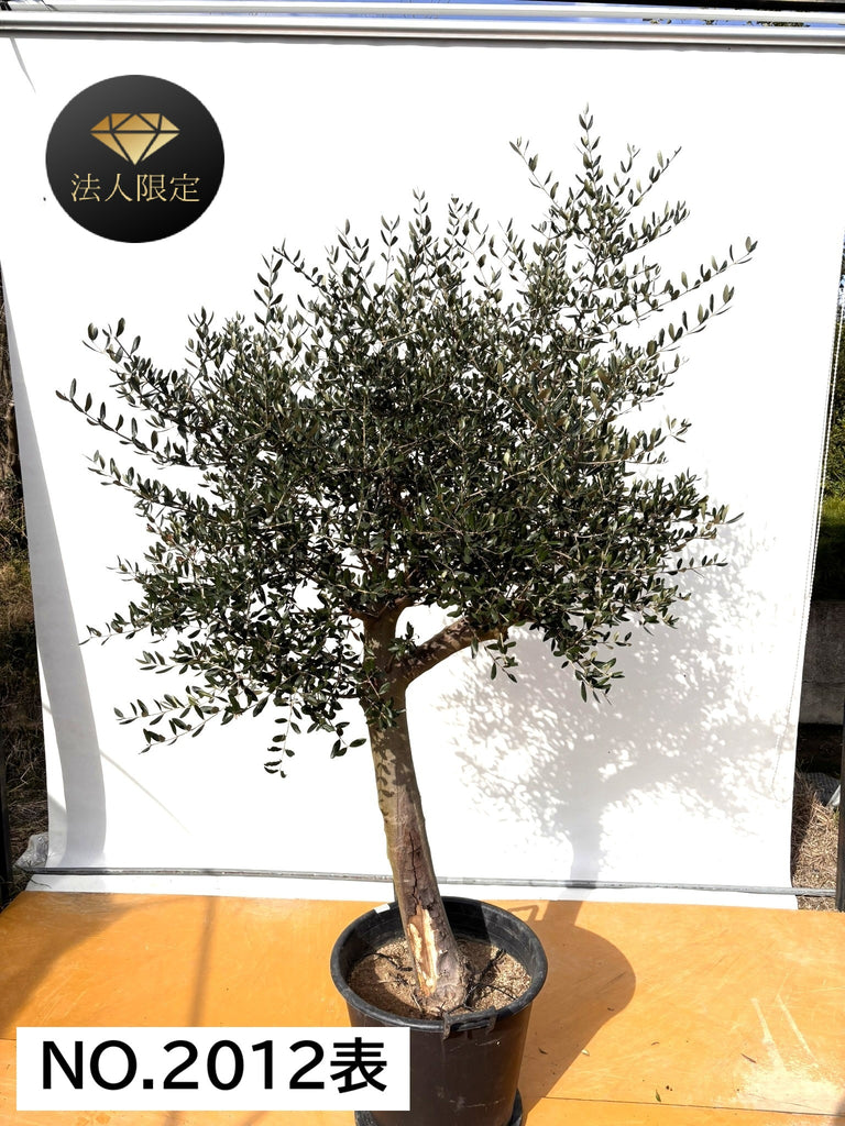 NEW【法人限定】ルッカ（オリーブの木）｜XLサイズ｜NO.2012｜約220cm