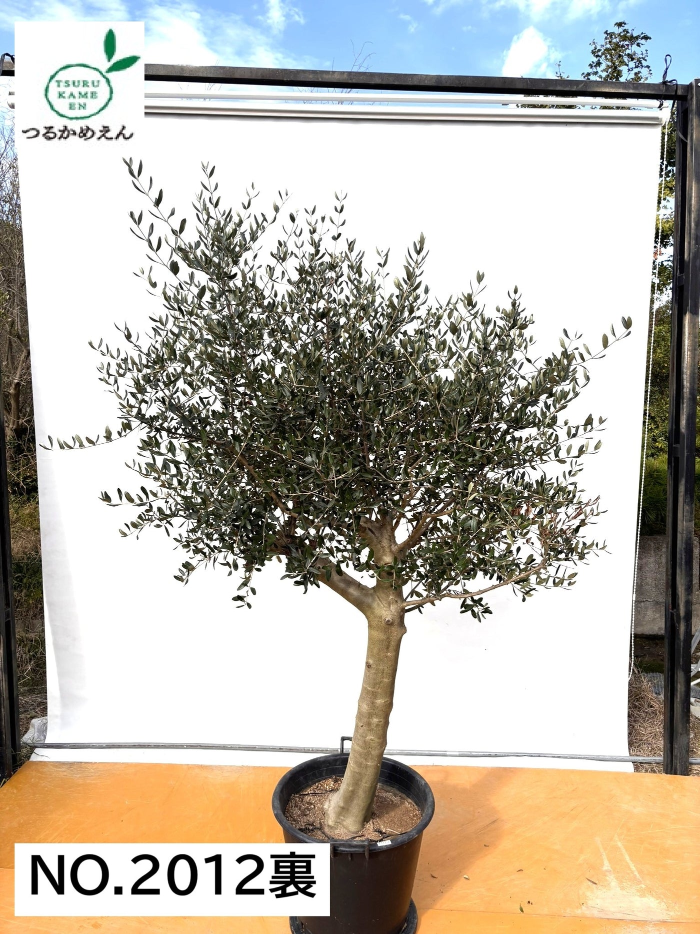 NEW【法人限定】ルッカ（オリーブの木）｜XLサイズ｜NO.2012｜約220cm｜人気・寒冷地OK