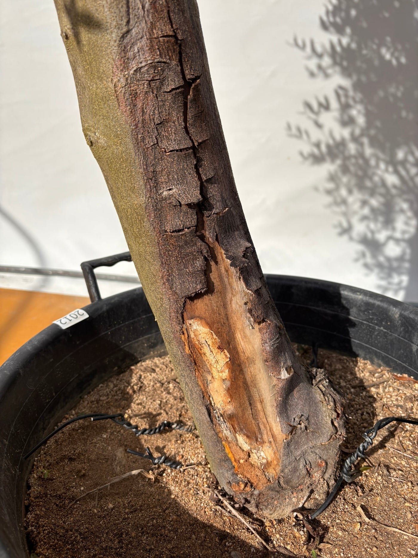 NEW【法人限定】ルッカ（オリーブの木）｜XLサイズ｜NO.2012｜約220cm｜人気・寒冷地OK