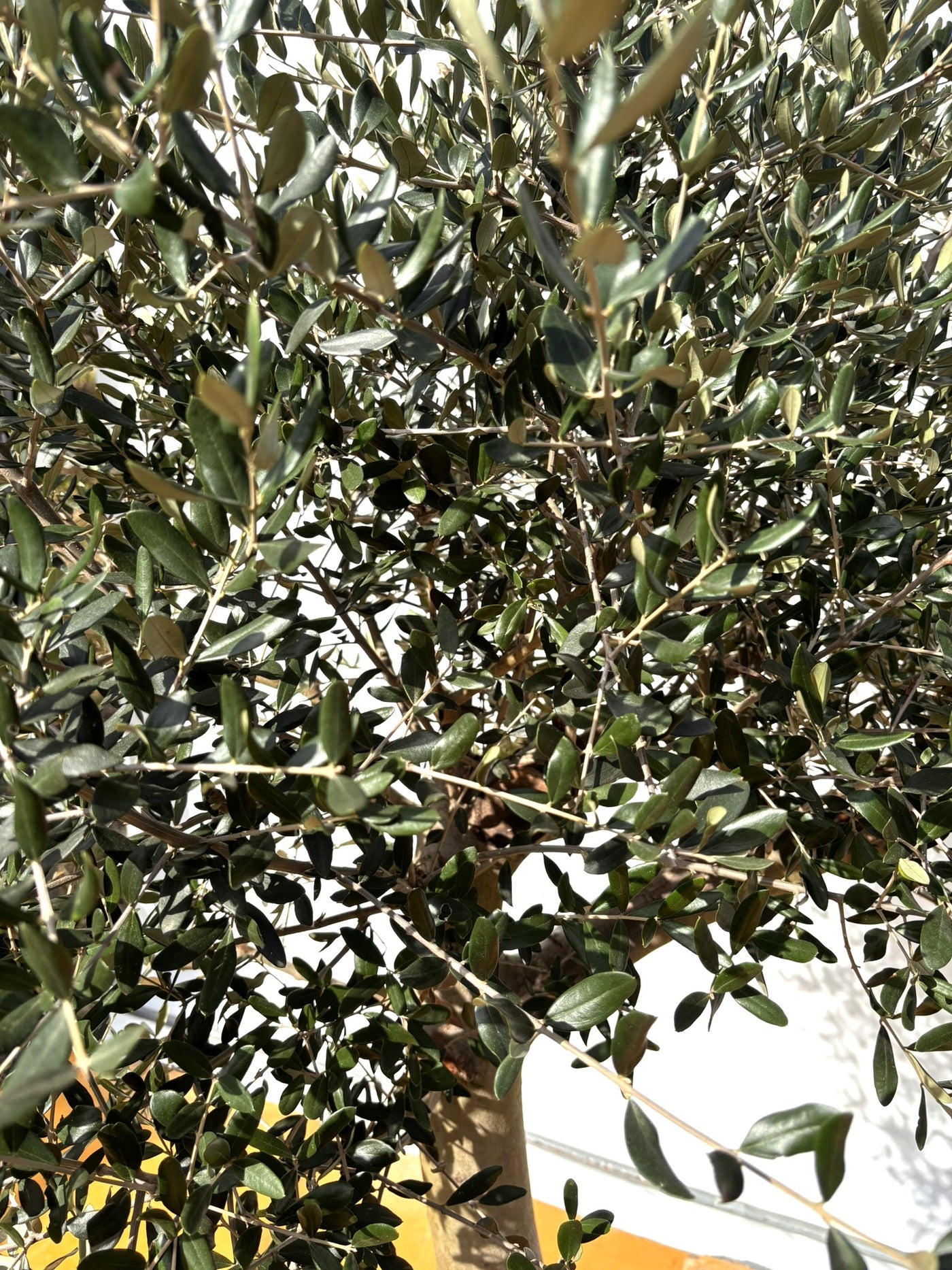 NEW【法人限定】ルッカ（オリーブの木）｜XLサイズ｜NO.2012｜約220cm｜人気・寒冷地OK