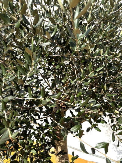 NEW【法人限定】ルッカ（オリーブの木）｜XLサイズ｜NO.2012｜約220cm｜人気・寒冷地OK