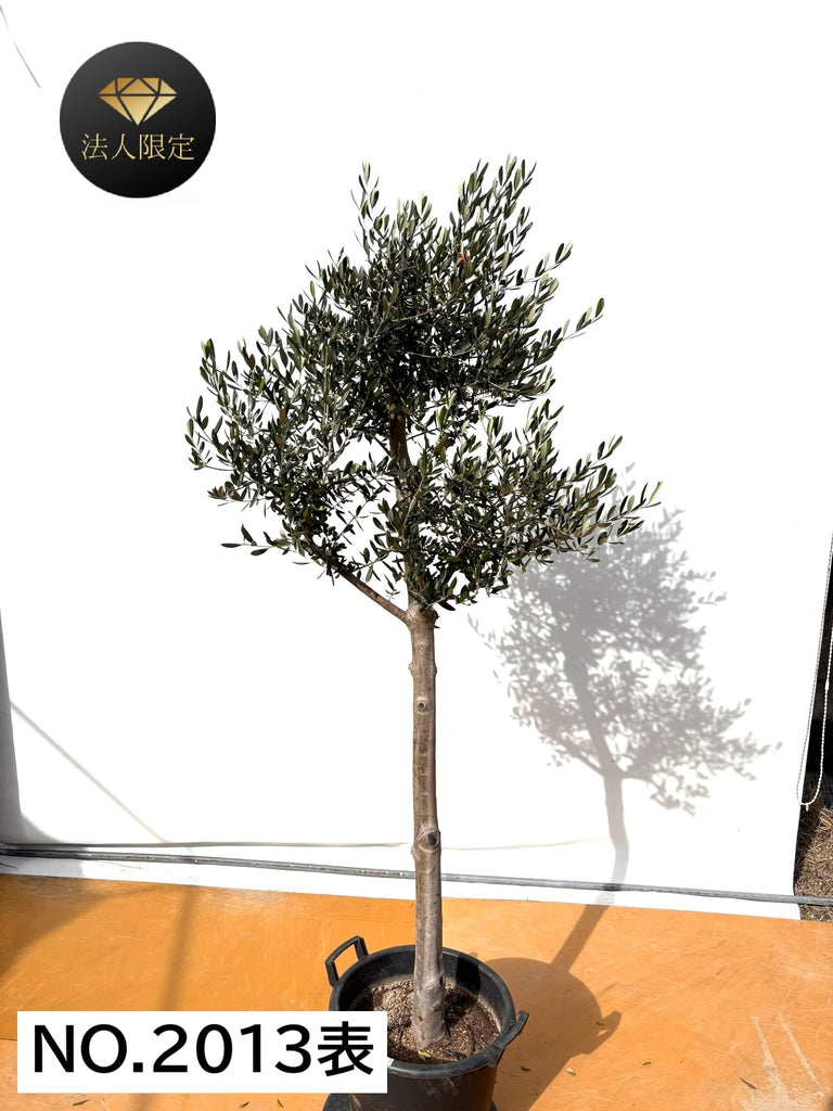 NEW【法人限定】ルッカ（オリーブの木）｜XLサイズ｜NO.2013｜約200cm