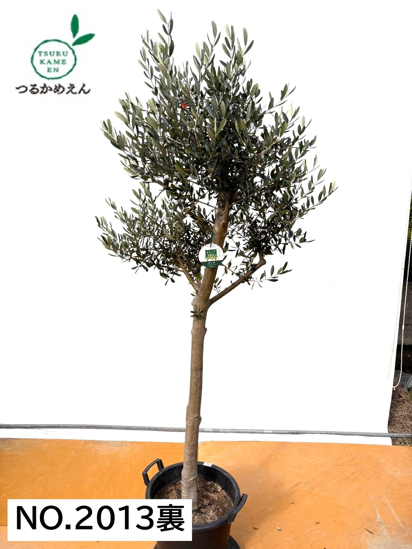 NEW【法人限定】ルッカ（オリーブの木）｜XLサイズ｜NO.2013｜約200cm｜人気・寒冷地OK