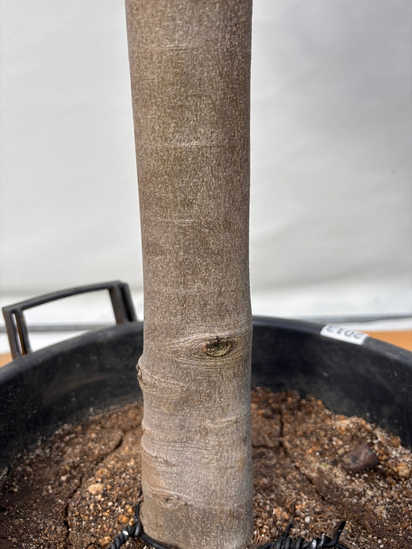 NEW【法人限定】ルッカ（オリーブの木）｜XLサイズ｜NO.2013｜約200cm｜人気・寒冷地OK