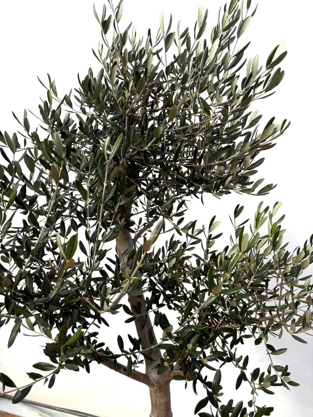 NEW【法人限定】ルッカ（オリーブの木）｜XLサイズ｜NO.2013｜約200cm