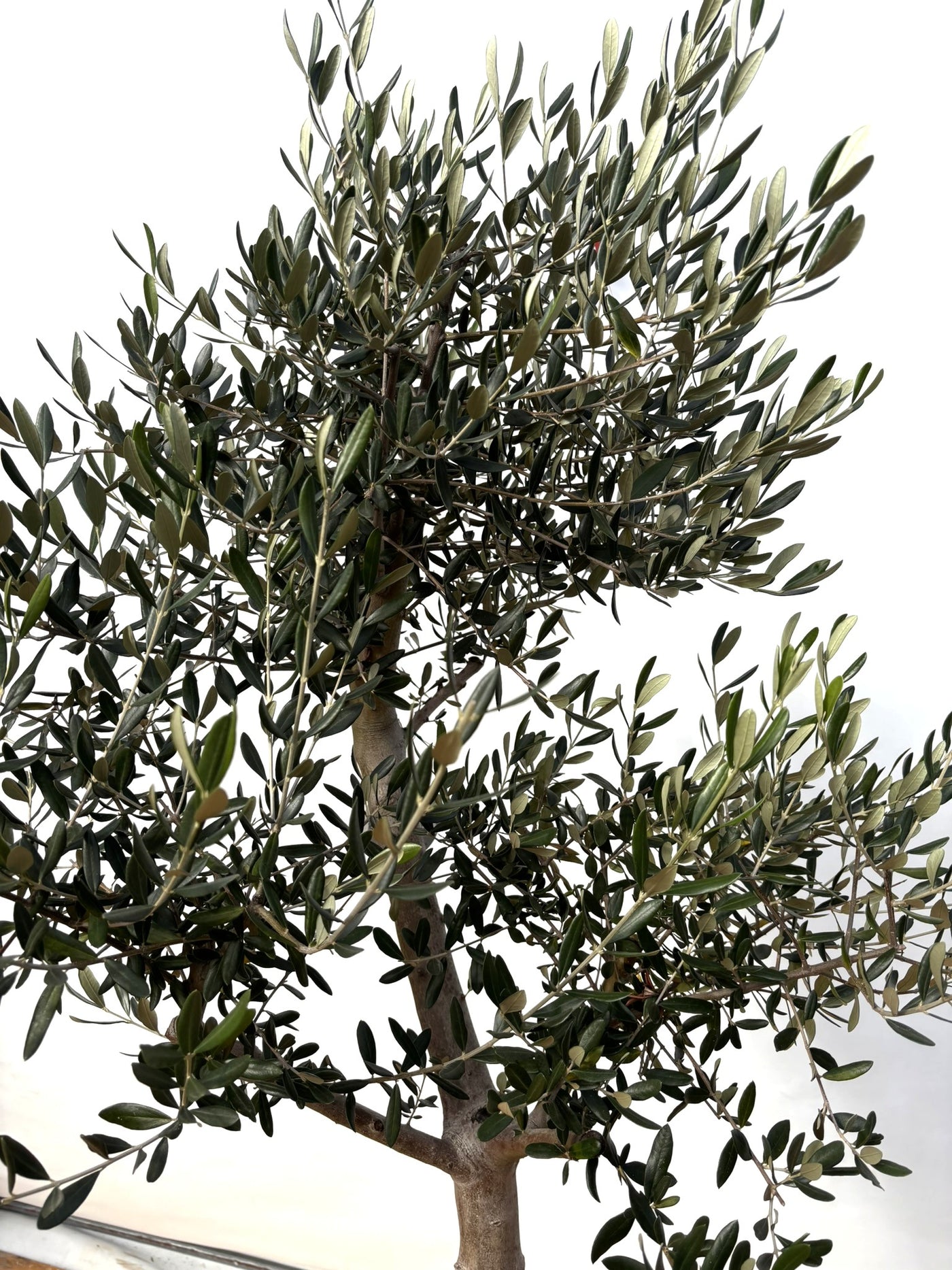 NEW【法人限定】ルッカ（オリーブの木）｜XLサイズ｜NO.2013｜約200cm｜人気・寒冷地OK