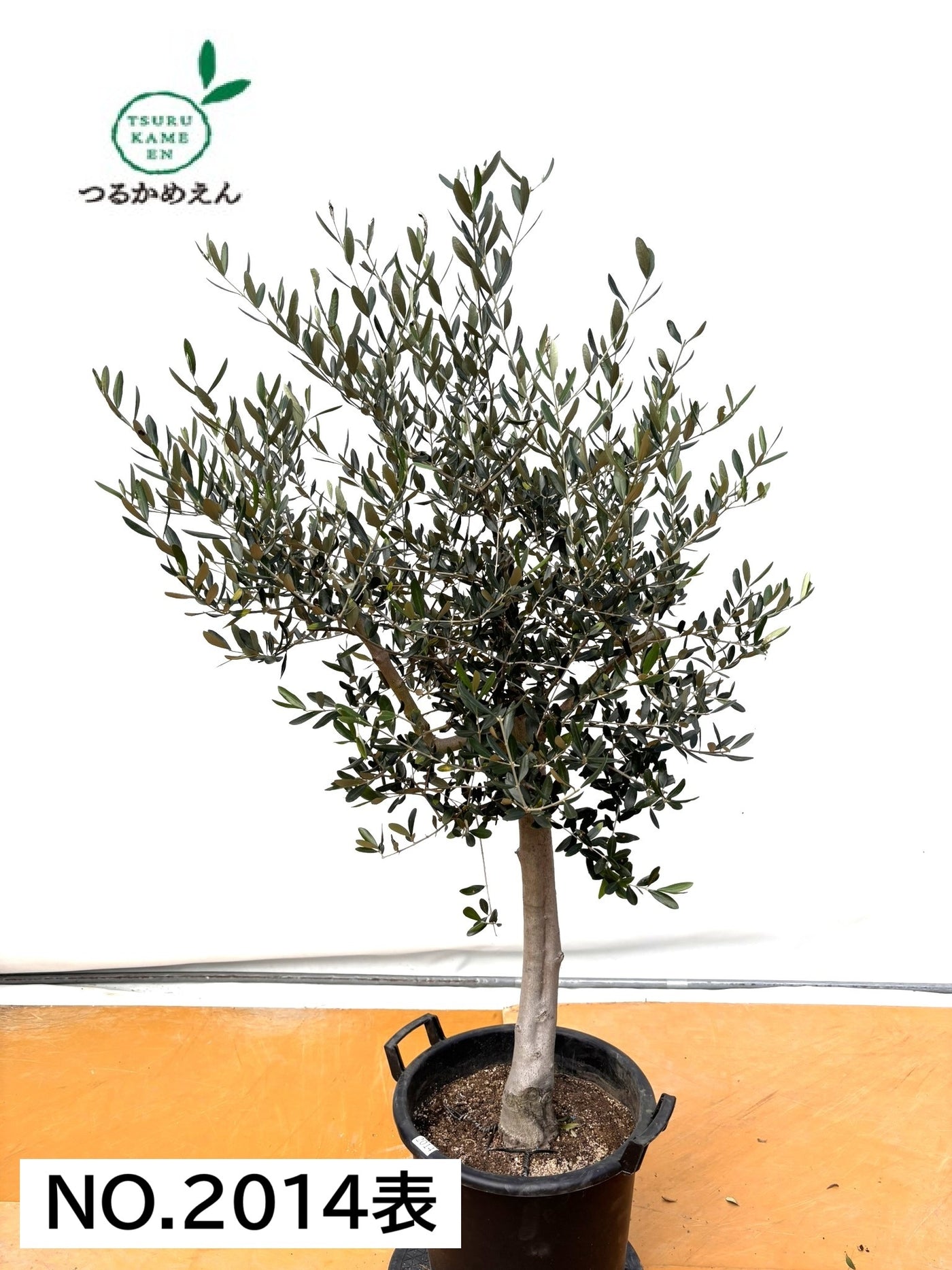 NEWルッカ（オリーブの木）｜XLサイズ｜No.2014｜約160cm｜人気・寒冷