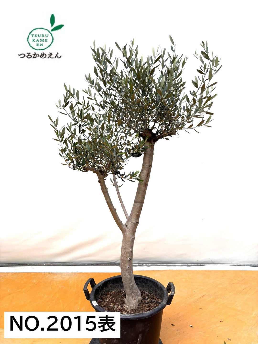 NEWルッカ（オリーブの木）｜XLサイズ｜No.2015｜約160cm｜人気・寒冷