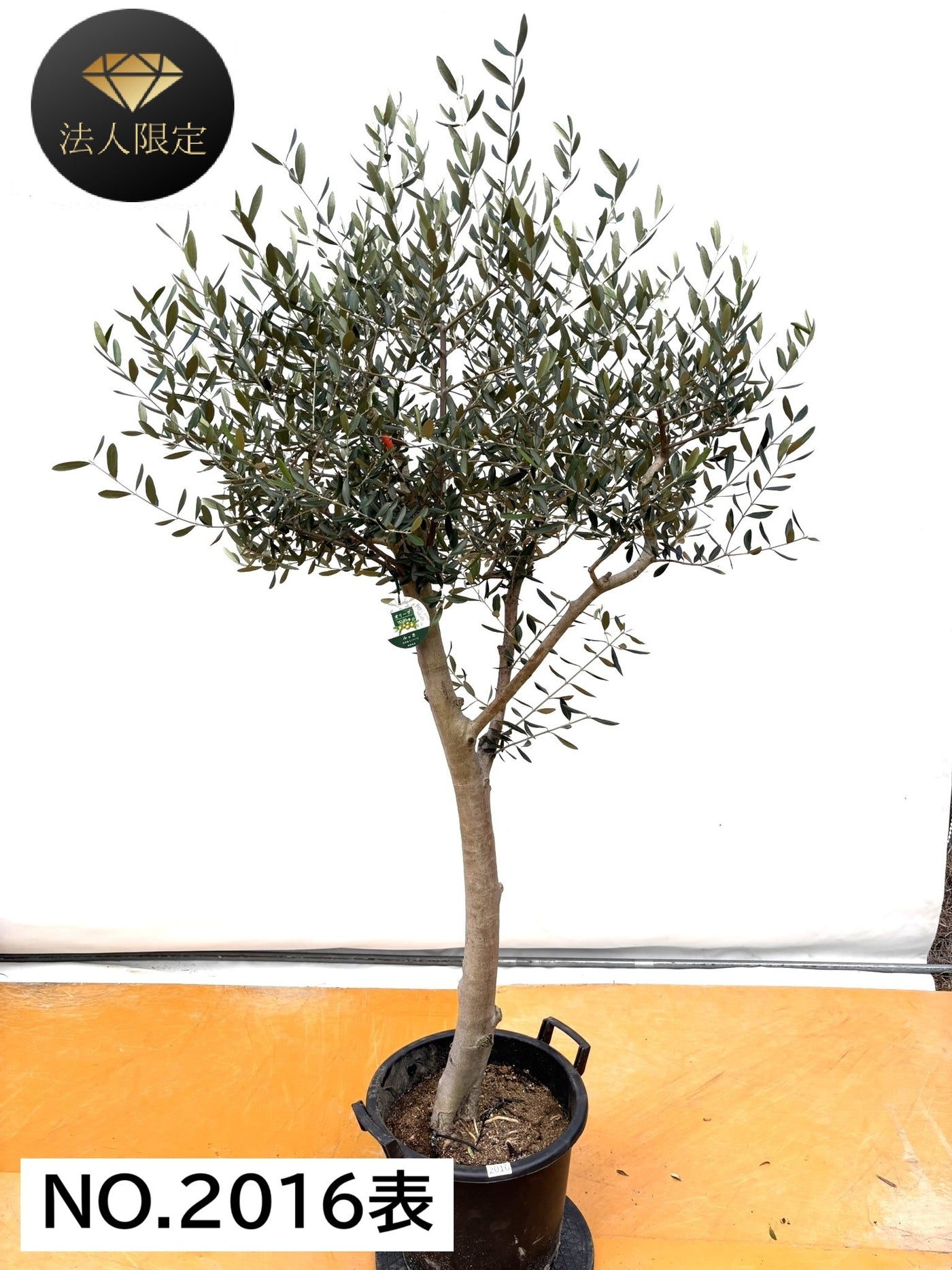 NEW【法人限定】ルッカ（オリーブの木）｜XLサイズ｜NO.2016｜約190cm｜人気・寒冷地OK