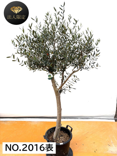 NEW【法人限定】ルッカ（オリーブの木）｜XLサイズ｜NO.2016｜約190cm｜人気・寒冷地OK