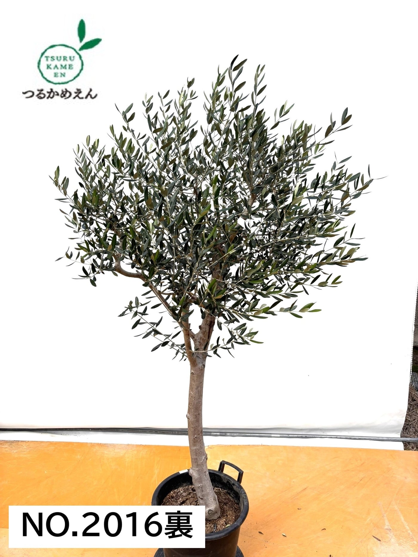 NEW【法人限定】ルッカ（オリーブの木）｜XLサイズ｜NO.2016｜約190cm｜人気・寒冷地OK