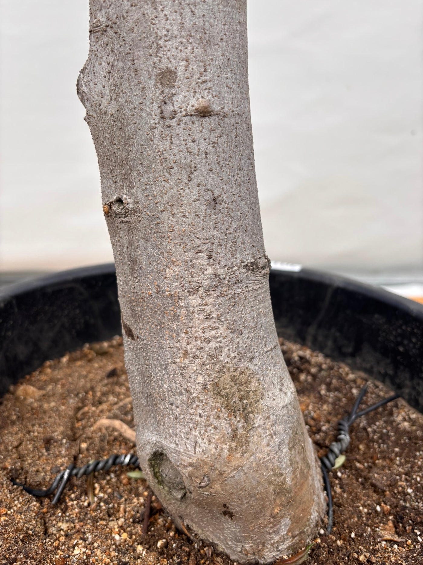 NEW【法人限定】ルッカ（オリーブの木）｜XLサイズ｜NO.2016｜約190cm｜人気・寒冷地OK