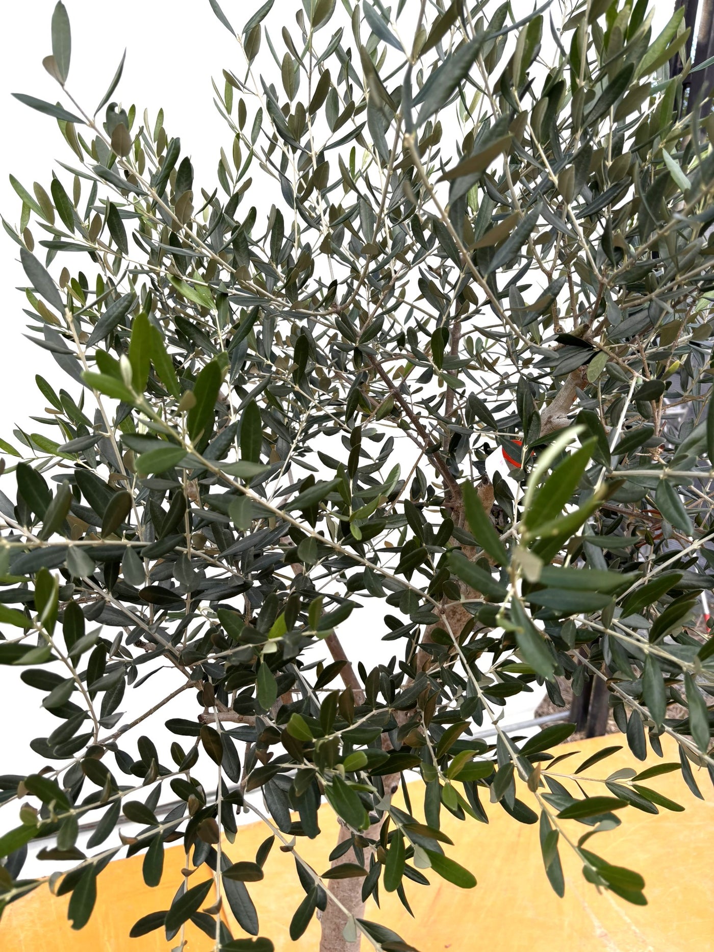 NEW【法人限定】ルッカ（オリーブの木）｜XLサイズ｜NO.2016｜約190cm｜人気・寒冷地OK