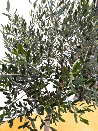 NEW【法人限定】ルッカ（オリーブの木）｜XLサイズ｜NO.2016｜約190cm｜人気・寒冷地OK