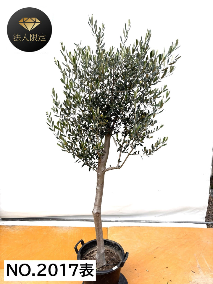 (引取り限定)オリーブの木 NEW【法人限定】ルッカ（オリーブの木）｜XLサイズ｜NO.2017｜約200cm