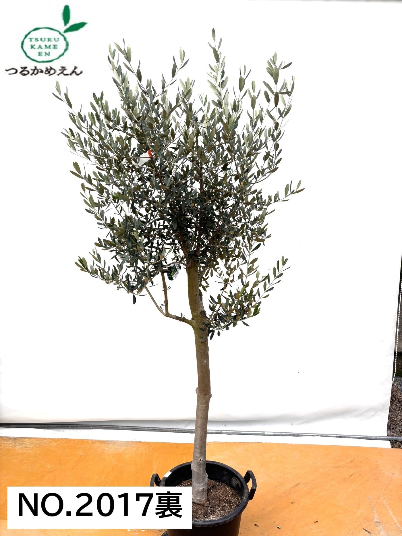NEW【法人限定】ルッカ（オリーブの木）｜XLサイズ｜NO.2017｜約200cm｜人気・寒冷地OK
