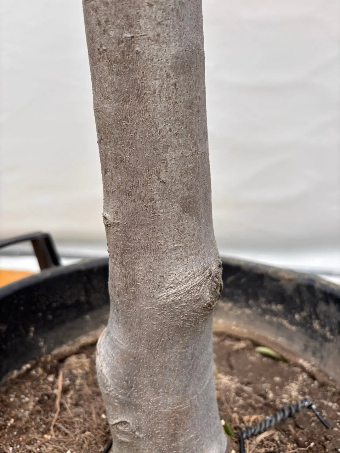 NEW【法人限定】ルッカ（オリーブの木）｜XLサイズ｜NO.2017｜約200cm