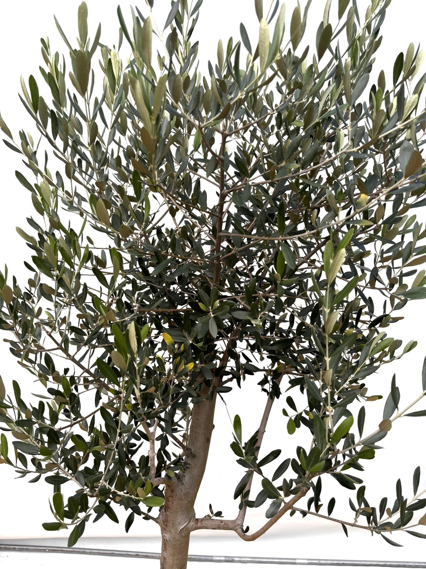 NEW【法人限定】ルッカ（オリーブの木）｜XLサイズ｜NO.2017｜約200cm｜人気・寒冷地OK