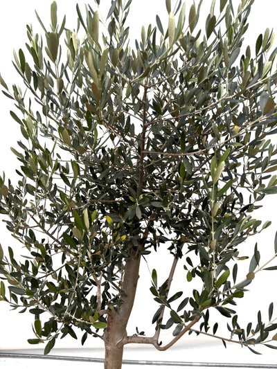 NEW【法人限定】ルッカ（オリーブの木）｜XLサイズ｜NO.2017｜約200cm｜人気・寒冷地OK