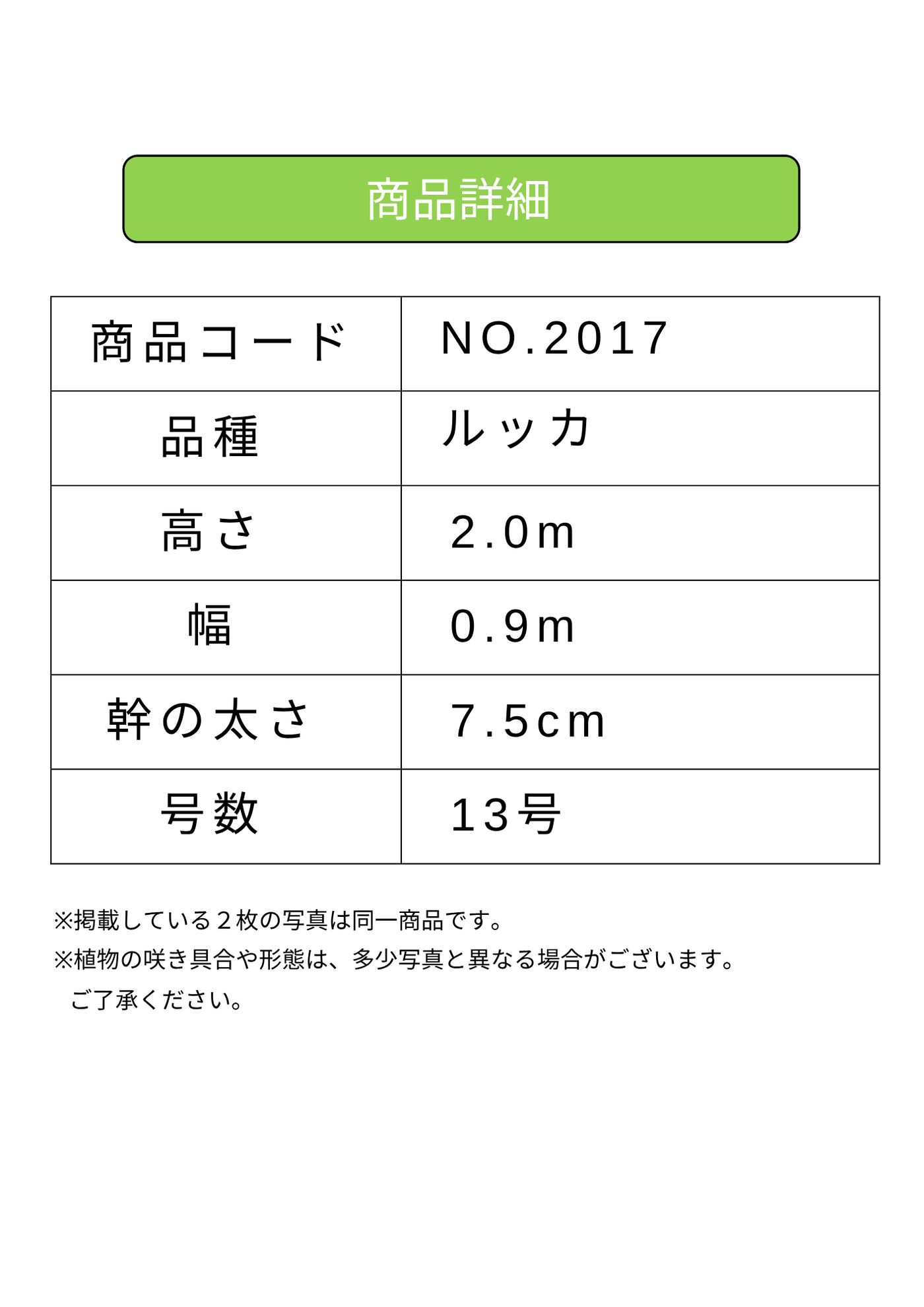 NEW【法人限定】ルッカ（オリーブの木）｜XLサイズ｜NO.2017｜約200cm｜人気・寒冷地OK