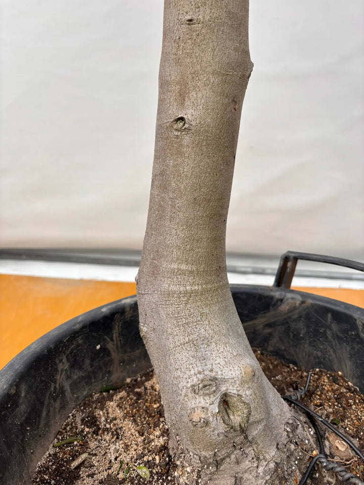 NEWルッカ（オリーブの木）｜XLサイズ｜No.2018｜約170cm｜人気・寒冷