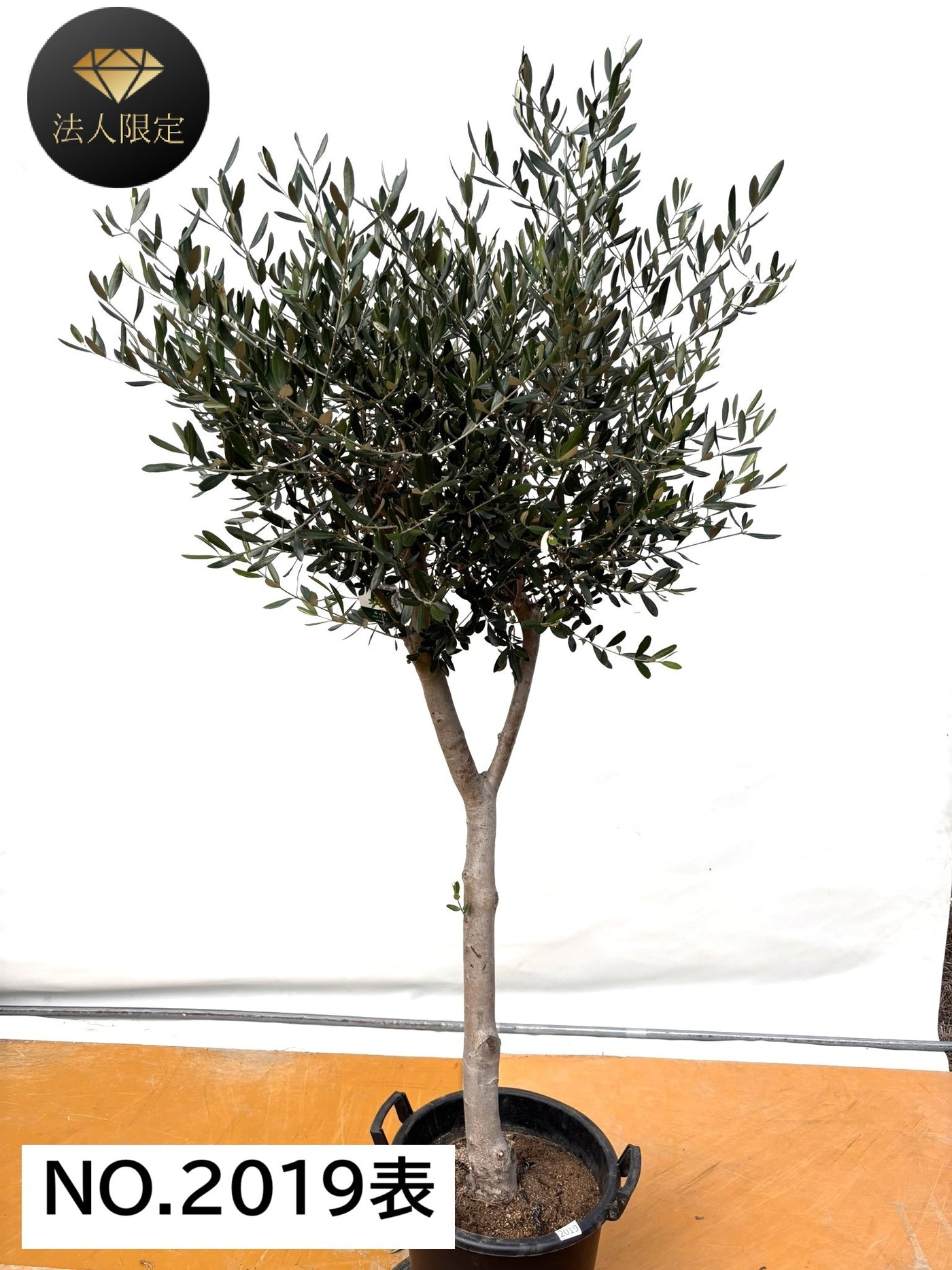 NEW【法人限定】ルッカ（オリーブの木）｜XLサイズ｜NO.2019｜約200cm｜人気・寒冷地OK