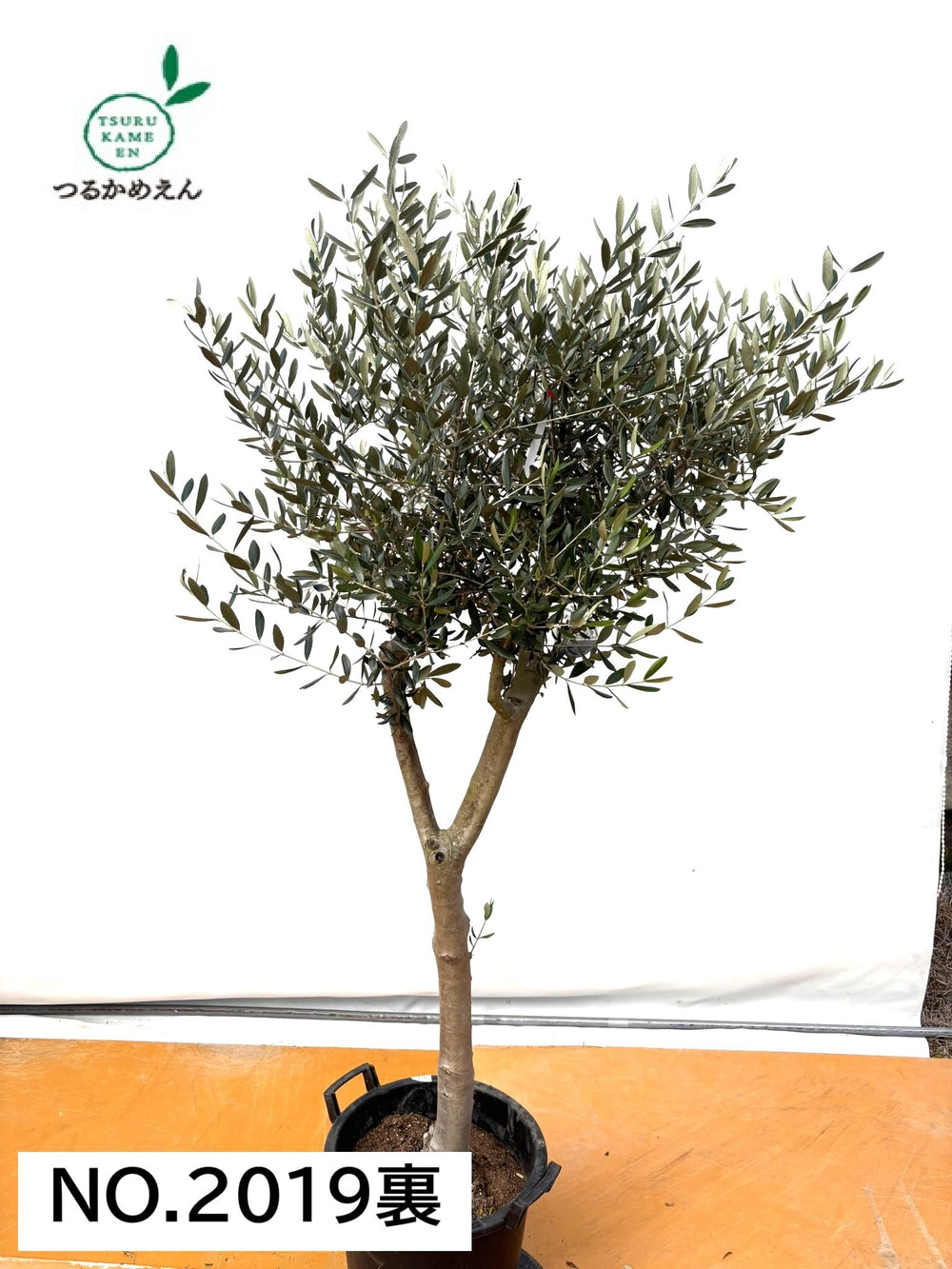 オリーブの36 (L) 全ての商品 - 株式会社鶴亀園 – ページ33