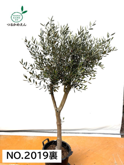 NEW【法人限定】ルッカ（オリーブの木）｜XLサイズ｜NO.2019｜約200cm｜人気・寒冷地OK