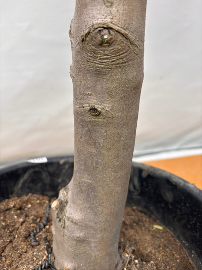 NEW【法人限定】ルッカ（オリーブの木）｜XLサイズ｜NO.2019｜約200cm｜人気・寒冷地OK