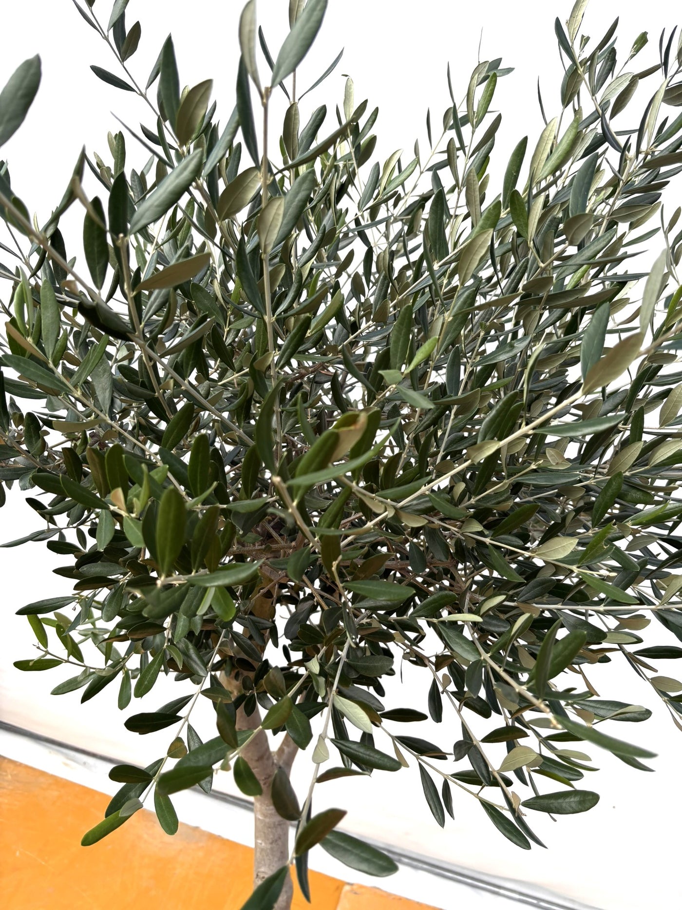 NEW【法人限定】ルッカ（オリーブの木）｜XLサイズ｜NO.2019｜約200cm｜人気・寒冷地OK