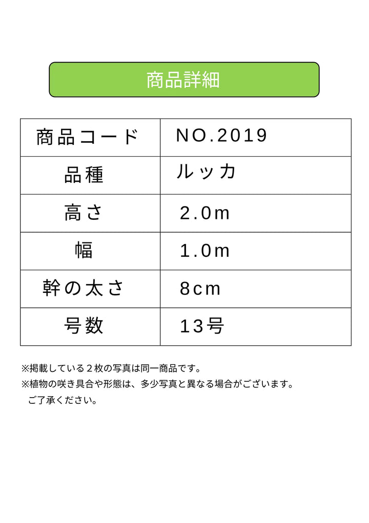 オリ-ブ（ルッカ）大きいサイズ NEW【法人限定】ルッカ（オリーブの木）｜XLサイズ｜NO.2019｜約200cm