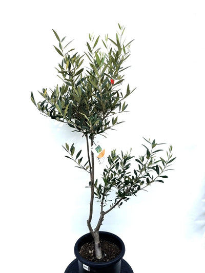 NEWひなかぜ（オリーブの木）｜Mサイズ｜K-204｜約130cm｜初心者向き・目隠し・直立型｜ 株式会社鶴亀園