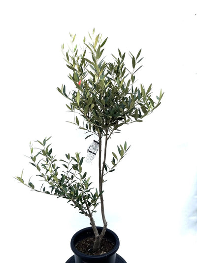 NEWひなかぜ（オリーブの木）｜Mサイズ｜K-204｜約130cm｜初心者向き・目隠し・直立型｜ 株式会社鶴亀園