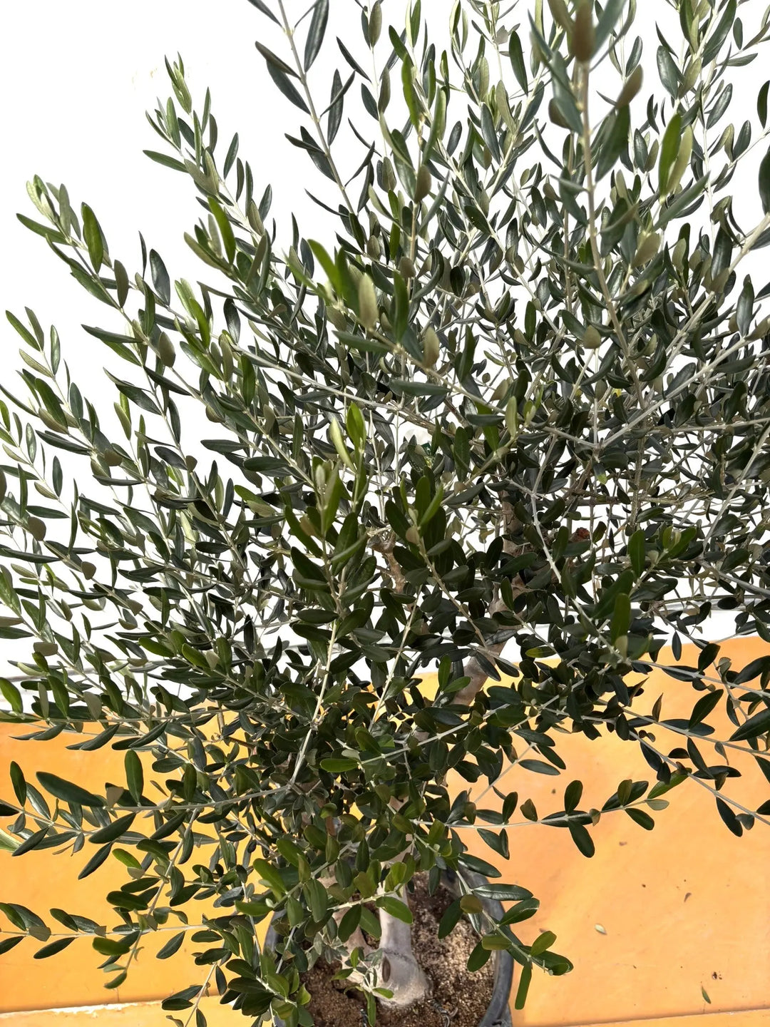 NEWルッカ（オリーブの木）｜XLサイズ｜No.2020｜約170cm｜人気・寒冷