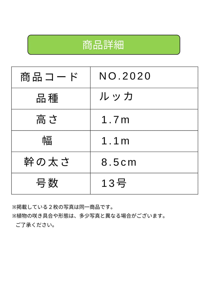 NEWルッカ（オリーブの木）｜XLサイズ｜No.2020｜約170cm｜人気・寒冷